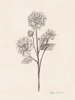 Garden Zinnias II Fine Art Print