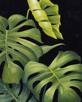 Night Monsteras II Framed Print