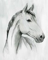 Silver Gelding I Framed Print