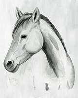 Silver Gelding II Framed Print