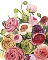 Ranunculus Study I Fine Art Print