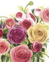 Ranunculus Study II Fine Art Print