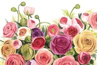 Ranunculus Panorama Fine Art Print