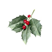 Christmas Holly II Fine Art Print