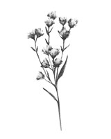 Wild Thistle III Fine Art Print