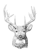 Young Buck Sketch II Framed Print