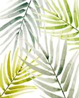 Shady Palm I Fine Art Print