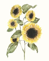 Sunflower Composition I Fine Art Print