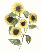 Sunflower Composition II Framed Print