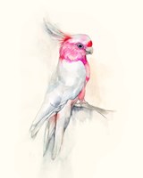 Opera Cockatoo I Fine Art Print