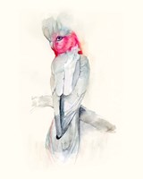 Opera Cockatoo II Fine Art Print