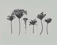 Wildflower Memory I Fine Art Print