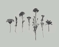 Wildflower Memory II Fine Art Print