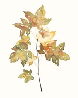 Fall Study I Fine Art Print