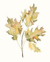 Fall Study II Framed Print