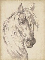 Horse Portrait Sketch I Fine Art Print