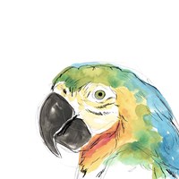 Tropical Bird Portrait I Framed Print