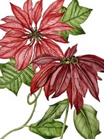 Merry Blossom III Fine Art Print