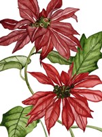 Merry Blossom IV Fine Art Print