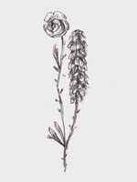 Stem Still Life II Fine Art Print