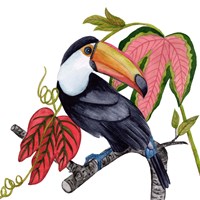 Toco Toucan I Fine Art Print
