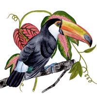 Toco Toucan II Fine Art Print