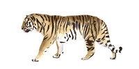 Watercolor Tiger III Fine Art Print