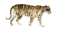 Watercolor Tiger IV Fine Art Print