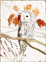Harvest Owl II Fine Art Print