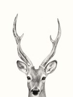 Animal Mug IV Fine Art Print