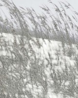 Lush Dunes VI Fine Art Print