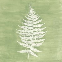 Forest Ferns I Fine Art Print