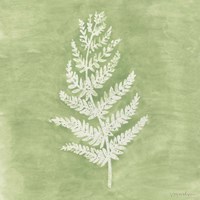Forest Ferns II Fine Art Print