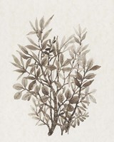 Leaf Arrangement IV Framed Print