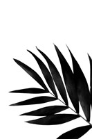 Black Palms II Fine Art Print