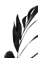 Black Palms III Fine Art Print