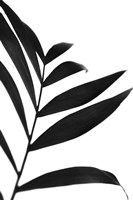 Black Palms IV Fine Art Print