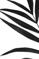 Black Palms VI Fine Art Print