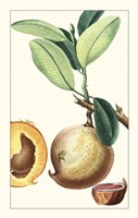 Turpin Exotic Botanical II Fine Art Print