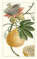 Turpin Exotic Botanical III Fine Art Print
