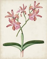 Orchid Pair I Fine Art Print