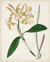 Orchid Pair II Framed Print