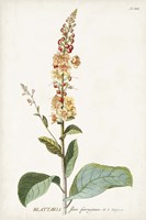 Alluring Botamical II Fine Art Print