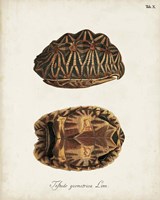 Antique Turtles & Shells I Framed Print