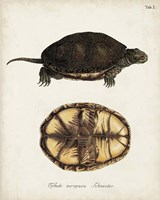 Antique Turtles & Shells II Framed Print