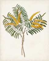 Botanical of the Tropics VIII Fine Art Print