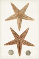 Coastal Curiosity I Fine Art Print