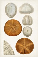 Coastal Curiosity II Fine Art Print