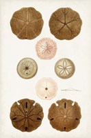 Coastal Curiosity III Fine Art Print