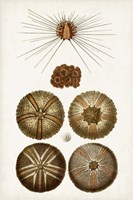 Coastal Curiosity IV Fine Art Print